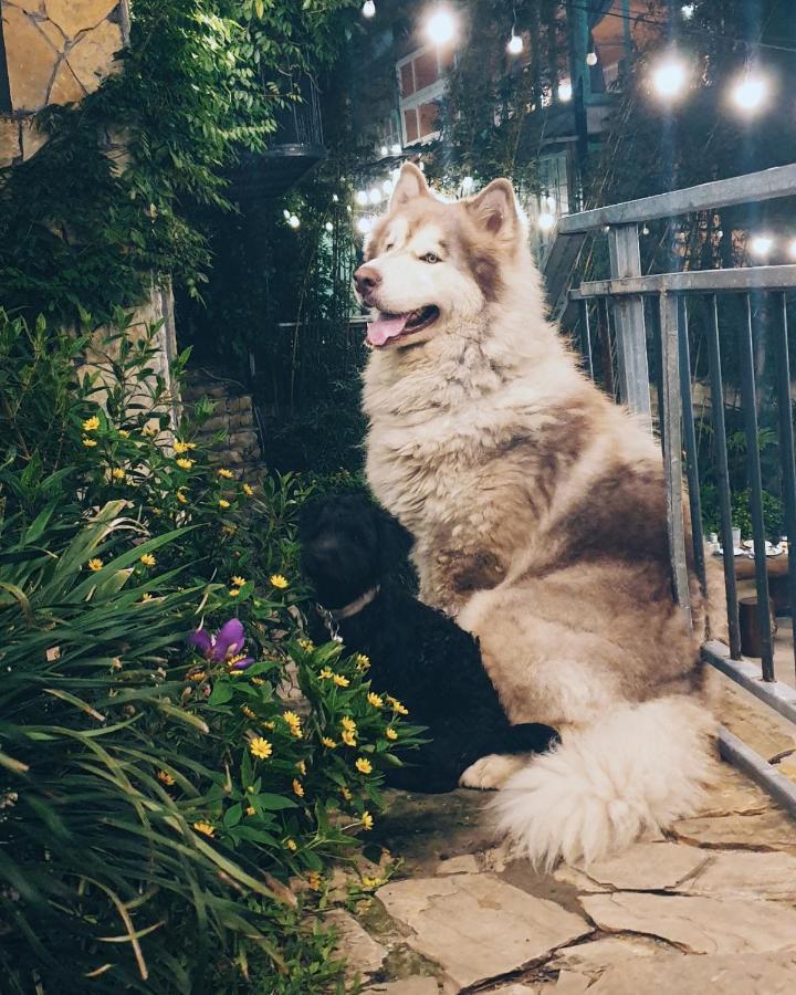 Le Vent Tam Dao Homestay Buitenkant foto